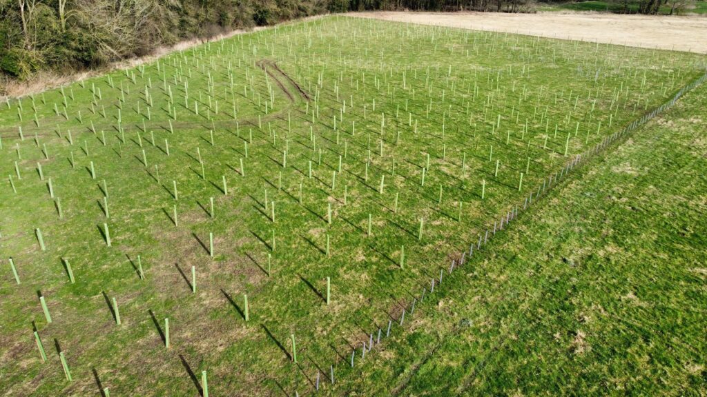 Aerial shot of the new woodland